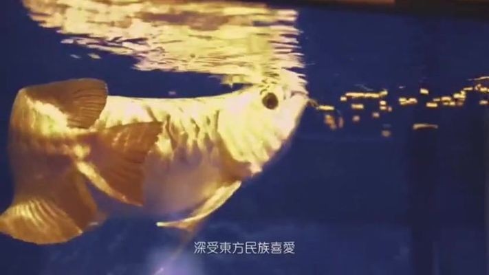 興安盟龍魚vs祥龍魚場（興安盟龍魚與祥龍魚場之間的關系）
