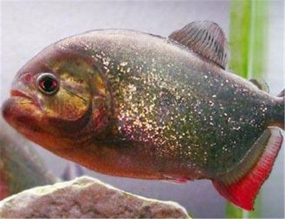 7厘米的虎魚能吃多大的魚:7厘米的虎魚能吃多大的魚呢? 虎魚百科 第2張 7厘米的虎魚能吃多大的魚:7厘米的虎魚能吃多大的魚呢? 7厘米的虎魚能吃多大的魚:7厘米的虎魚能吃多大的魚呢? 虎魚百科 第2張