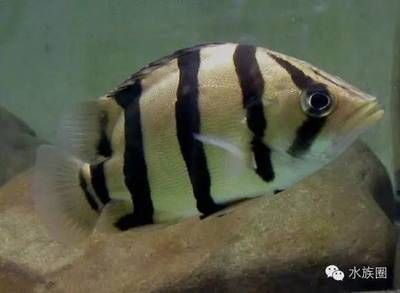 7厘米的虎魚能吃多大的魚：7厘米的虎魚能吃多大的魚呢？ 7厘米的虎魚能吃多大的魚：7厘米的虎魚能吃多大的魚呢？ 虎魚百科 第3張