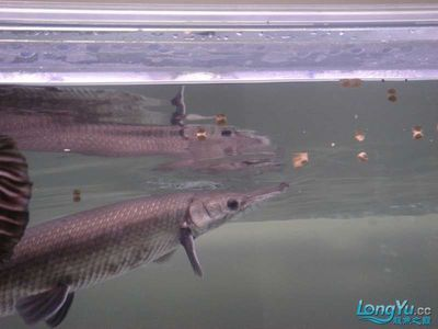 虎魚和什么混養能明：虎魚與其他魚類混養的一些最佳實踐，幫助您創建一個既美觀又健康的水族箱環境