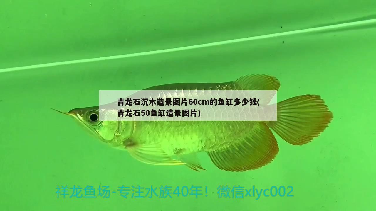青龍石沉木造景圖片60cm的魚缸多少錢(青龍石50魚缸造景圖片)