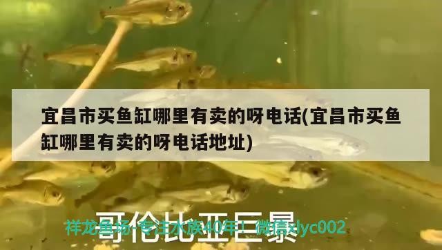 宜昌市買魚缸哪里有賣的呀電話(宜昌市買魚缸哪里有賣的呀電話地址) 宜昌市買魚缸哪里有賣的呀電話(宜昌市買魚缸哪里有賣的呀電話地址) 金龍魚百科