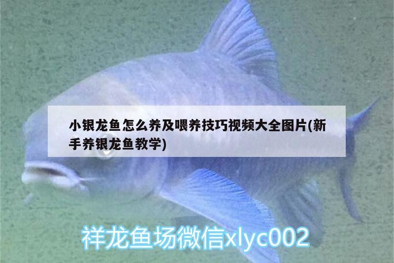 小銀龍魚怎么養(yǎng)及喂養(yǎng)技巧視頻大全圖片(新手養(yǎng)銀龍魚教學)