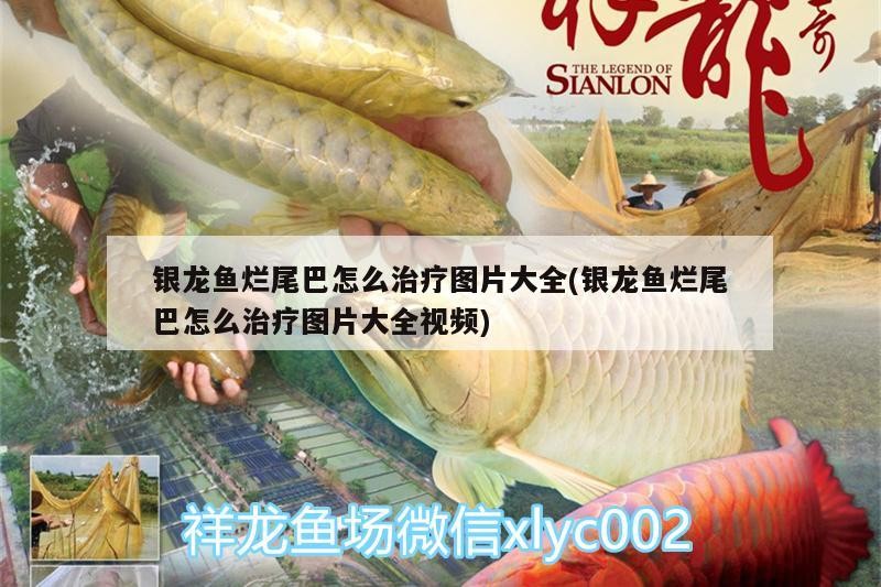 銀龍魚爛尾巴怎么治療圖片大全(銀龍魚爛尾巴怎么治療圖片大全視頻)