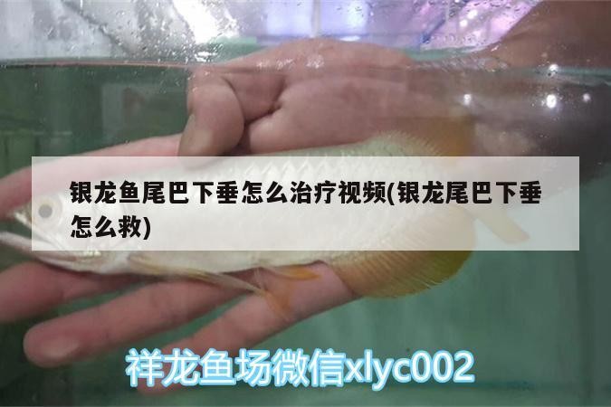 銀龍魚尾巴下垂怎么治療視頻(銀龍尾巴下垂怎么救)