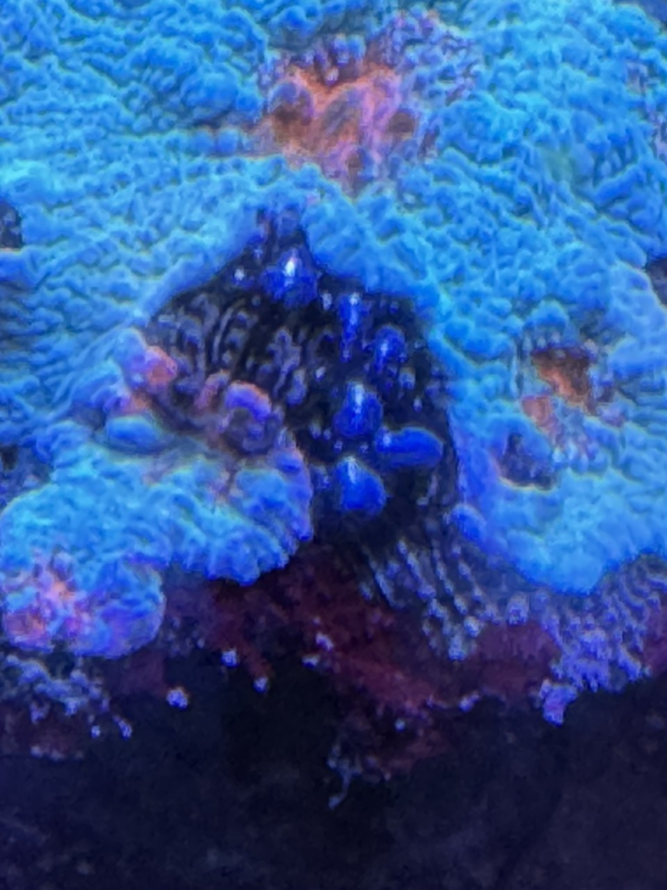 龍巖龍魚需要多大的魚缸，龍巖龍魚需要多大的魚缸？
