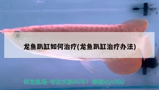 龍魚忽然趴缸了什么原因vs祥龍魚場：如何預防龍魚趴缸現象