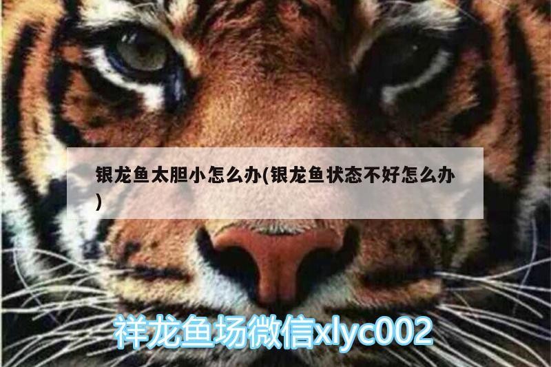銀龍魚太膽小怎么辦(銀龍魚狀態不好怎么辦) 銀龍魚太膽小怎么辦(銀龍魚狀態不好怎么辦) 銀龍魚百科