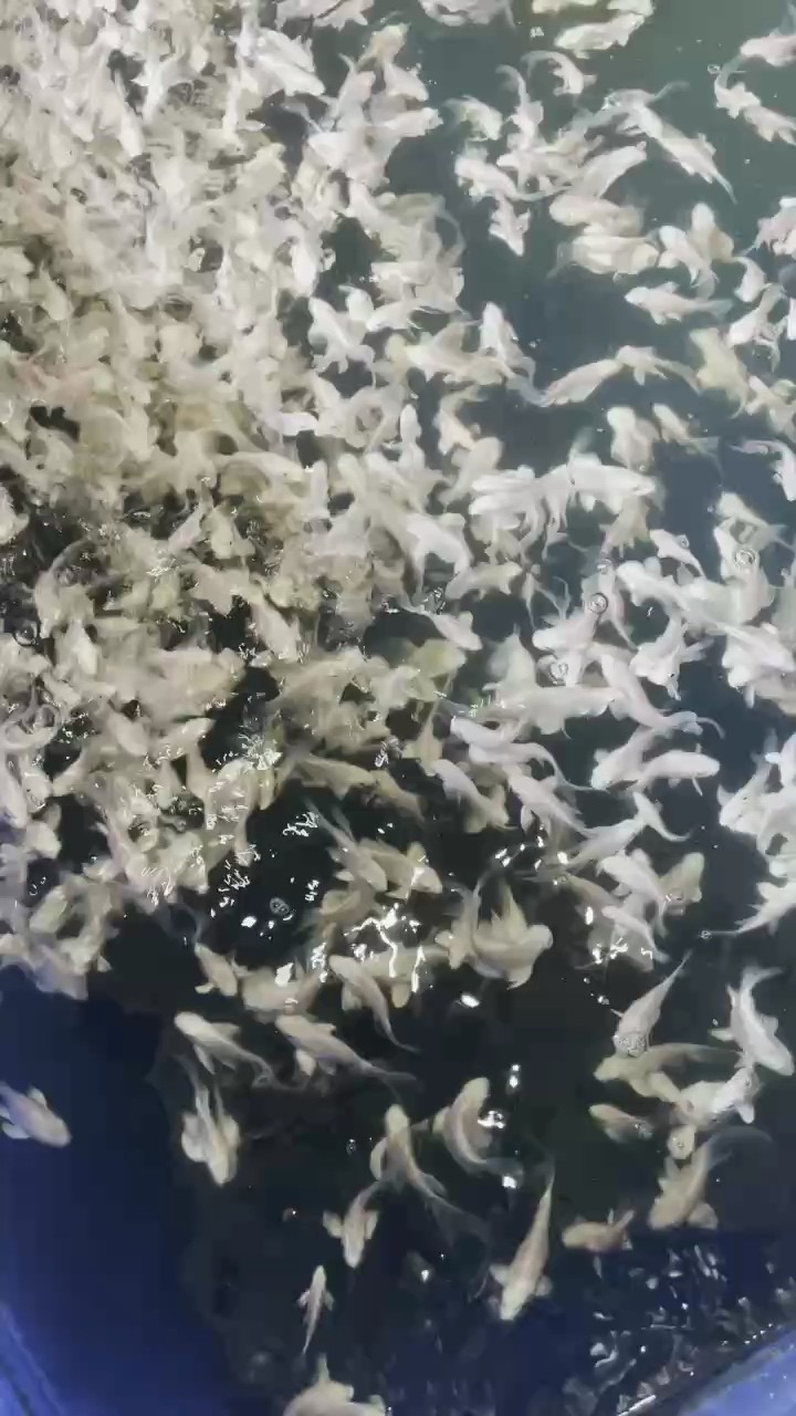 都是石膏白球喲！！！