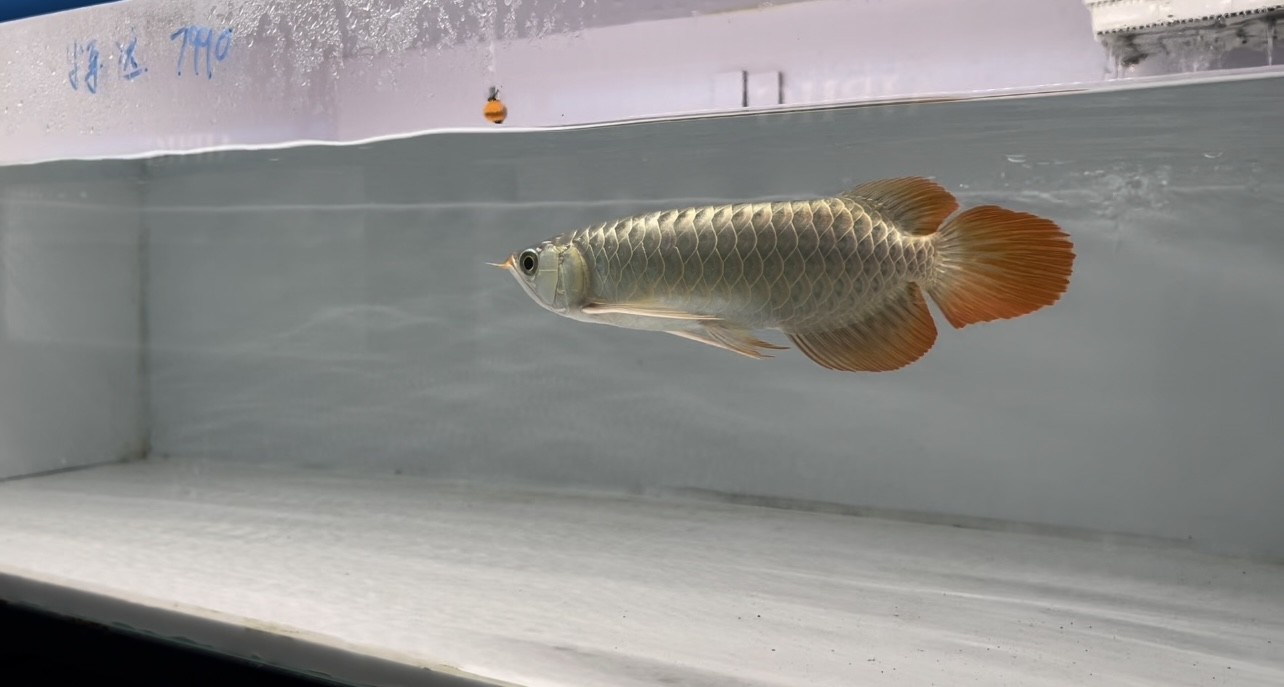 龍巖龍魚需要多大的魚缸，龍巖龍魚需要多大的魚缸？