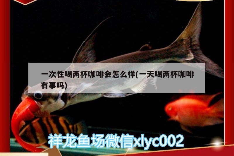 一次性喝兩杯咖啡會怎么樣(一天喝兩杯咖啡有事嗎)