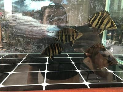 印尼虎魚需要多大缸養好：印尼虎魚的缸體需求主要取決于以下幾個因素