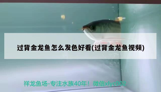 過背金龍魚怎么發色好看(過背金龍魚視頻)