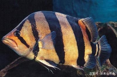 虎魚的紋路會變化嗎？：虎魚的紋路會發生變化嗎虎魚的紋路會發生變化嗎