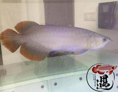 紅龍魚不發色怎么辦：如何保持紅龍魚水質穩定