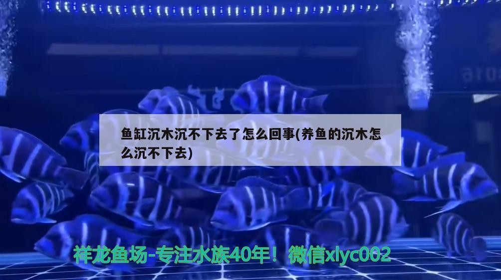 魚缸沉木沉不下去了怎么回事(養魚的沉木怎么沉不下去)