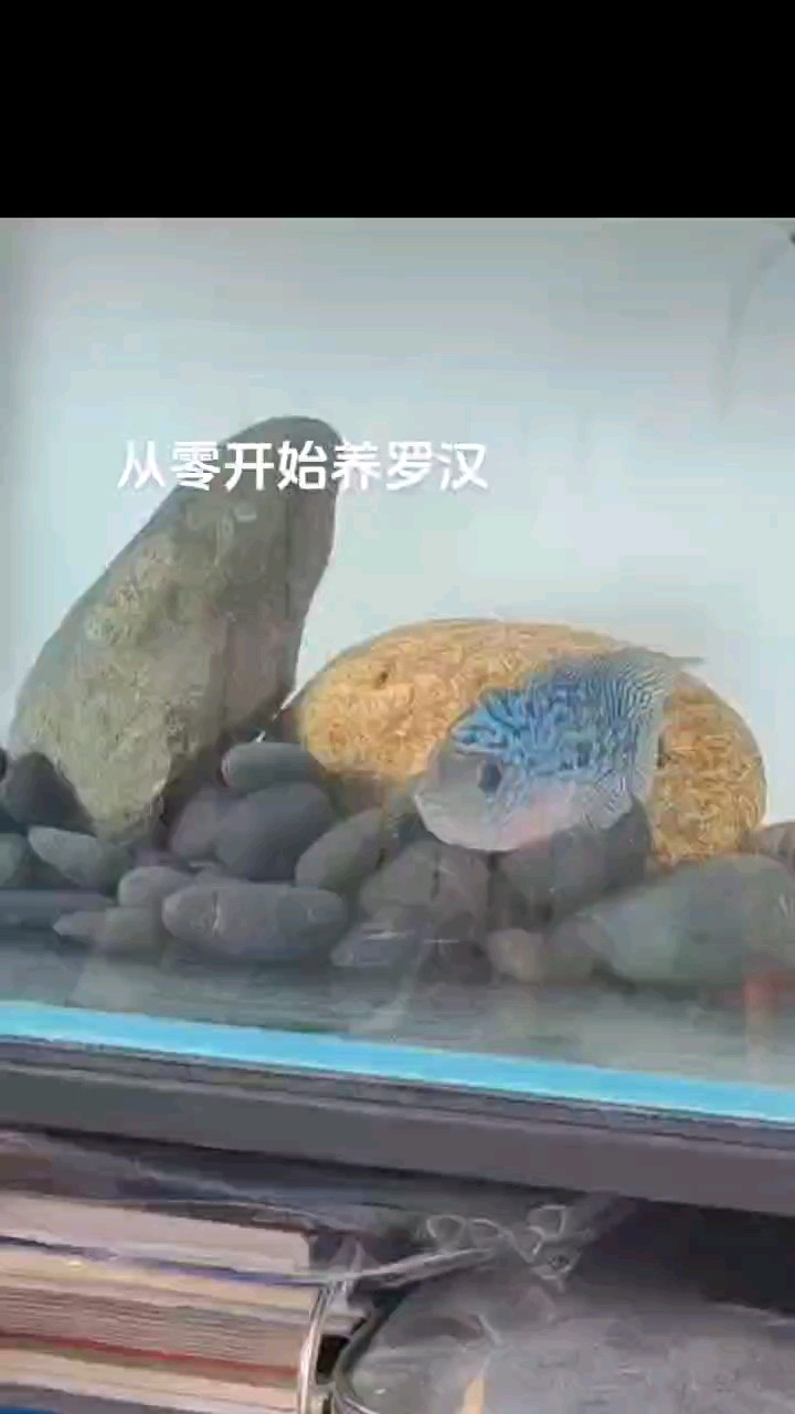 看看我養(yǎng)的羅漢，大家感覺(jué)值多少錢(qián)