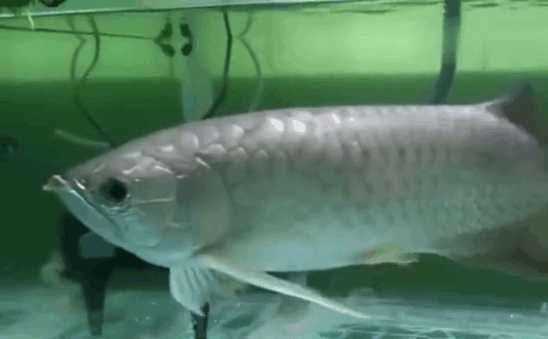 龍魚傷口潰爛怎么辦vs祥龍魚場:龍魚傷口潰爛怎么辦 vs祥龍魚場 第2張 龍魚傷口潰爛怎么辦vs祥龍魚場:龍魚傷口潰爛怎么辦 龍魚傷口潰爛怎么辦vs祥龍魚場:龍魚傷口潰爛怎么辦 vs祥龍魚場 第2張