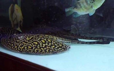 魟魚的尾刺被龍魚吃了：龍魚攝入魟魚尾刺會對健康造成影響嗎？