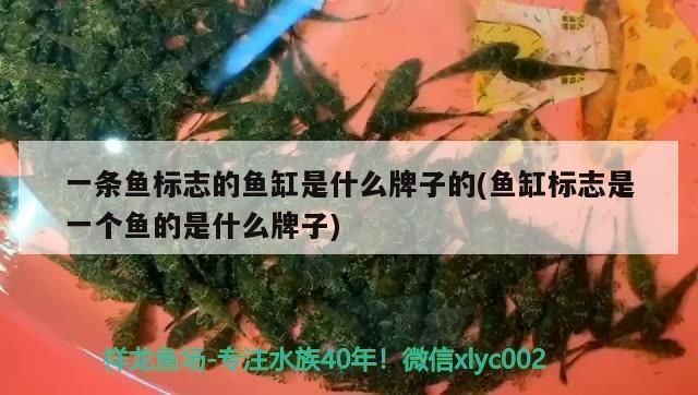 金魚缸增氧泵噪音大怎么辦，如何自制增氧泵消音器？
