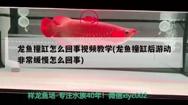 龍魚突然撞缸vs祥龍魚場：如何正確飼養龍魚