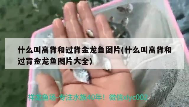 什么叫高背和過背金龍魚圖片(什么叫高背和過背金龍魚圖片大全)