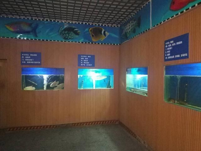 寶雞水族館vs祥龍魚場(寶雞水族館與祥龍魚場各有側重)