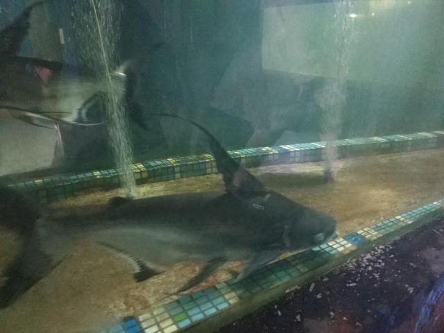 寶雞水族館vs祥龍魚場(寶雞水族館與祥龍魚場各有側重)
