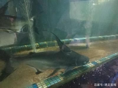 寶雞水族館vs祥龍魚場(寶雞水族館與祥龍魚場各有側重)