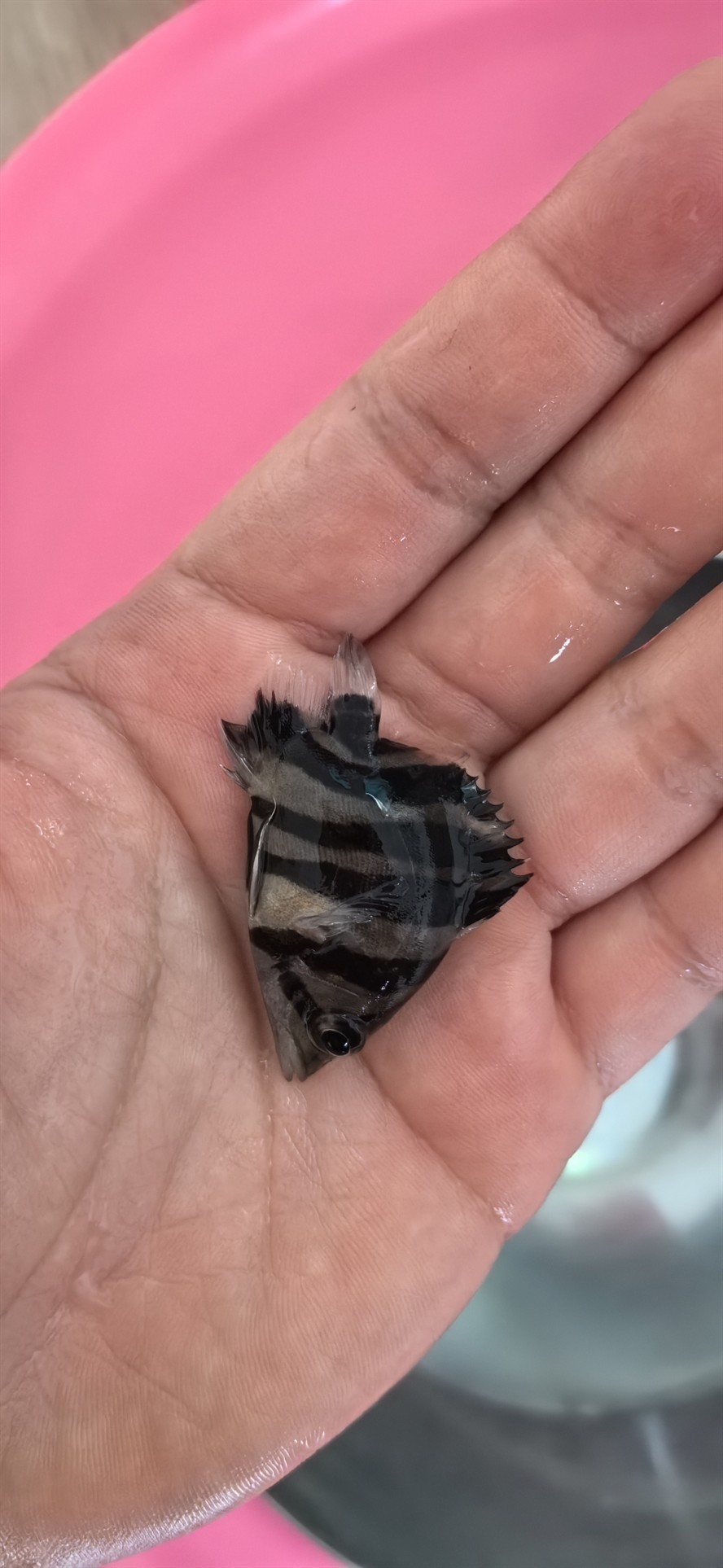 菏澤哪里賣魚缸好一點的地方（長沙的創意家居飾品店有哪些是上了檔次的）