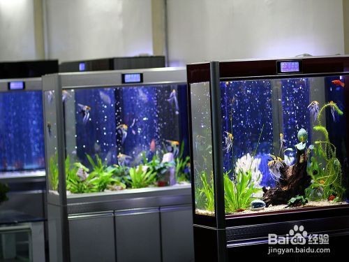 可麗愛魚缸最便宜的多少錢（可麗愛魚缸價格）