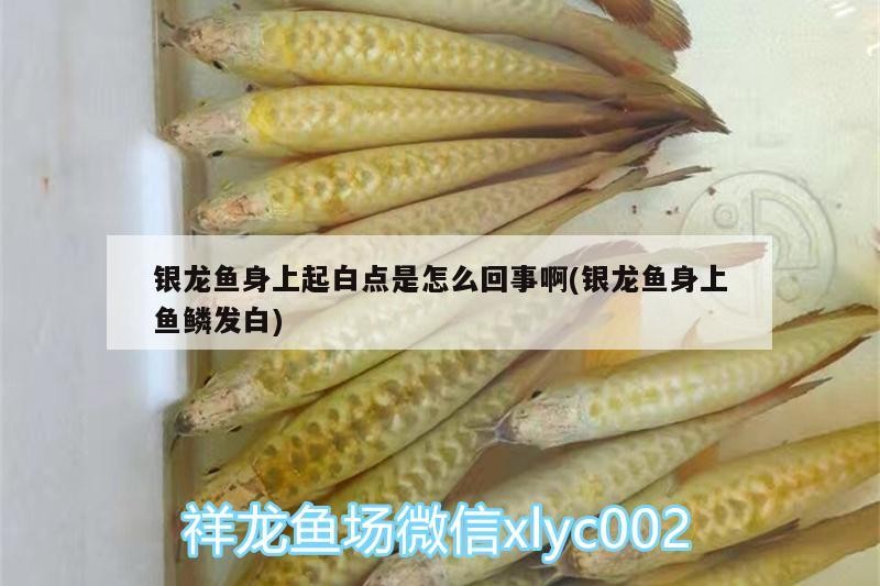銀龍魚身上起白點是怎么回事啊(銀龍魚身上魚鱗發白)