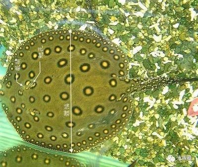 魟魚能長到多大：野生的魟魚體型理論上可以達到5米,魟魚能長到多大