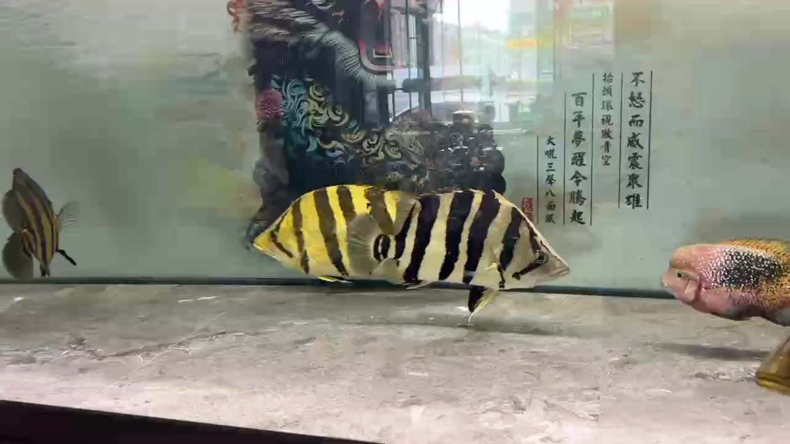 [baiyan] [baiyan] 龍魚論壇