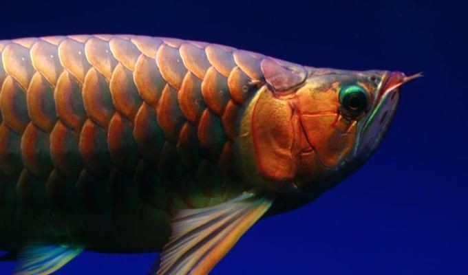 什么叫高背和過背金龍魚圖片區(qū)別:過背金龍魚與高背金龍魚的區(qū)別 金龍魚百科 第4張 什么叫高背和過背金龍魚圖片區(qū)別:過背金龍魚與高背金龍魚的區(qū)別 什么叫高背和過背金龍魚圖片區(qū)別:過背金龍魚與高背金龍魚的區(qū)別 金龍魚百科 第4張