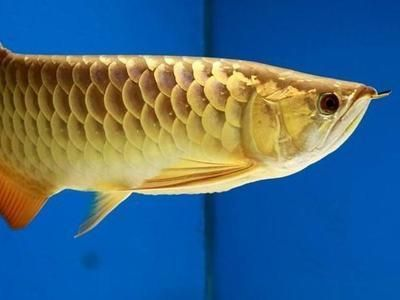 魚缸浦東老農(nóng)民歌詞（魚缸浦東老農(nóng)民歌詞）