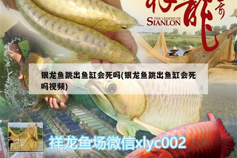 銀龍魚跳出魚缸會(huì)死嗎(銀龍魚跳出魚缸會(huì)死嗎視頻)