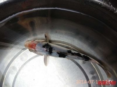 龍魚爛鰭爛尾用什么藥好vs祥龍魚場：祥龍魚場的龍魚品種介紹