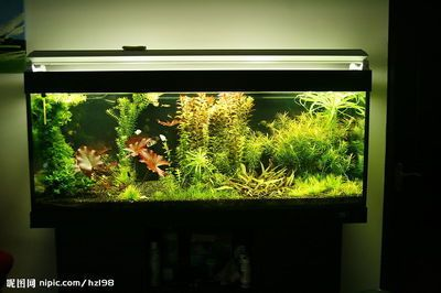 搬運魚缸找哪家？：惠州搬運魚缸搬家服務有限公司為您提供魚缸搬運服務