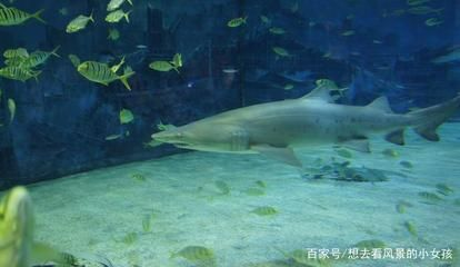 蝙蝠公寓有兩個地址，都位于涼山彝族自治州西昌市：關于蝙蝠公寓的相關信息
