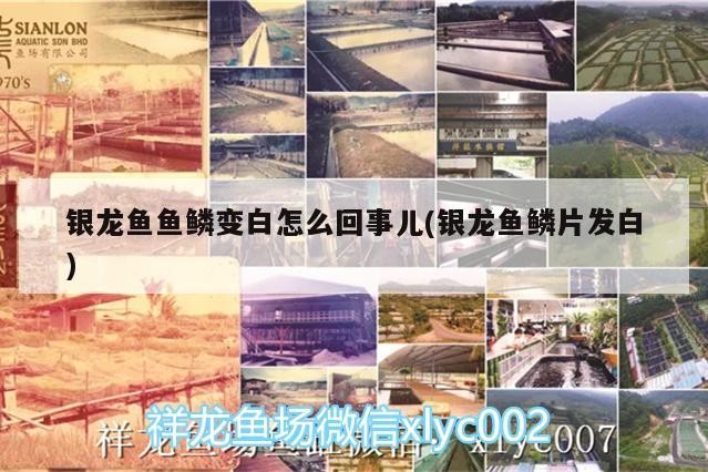 銀龍魚魚鱗變白怎么回事兒(銀龍魚鱗片發白)