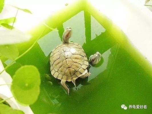 豬鼻龜適合的水溫和水質(zhì)是什么顏色：豬鼻龜生活環(huán)境適宜溫度在25到31攝氏度之間
