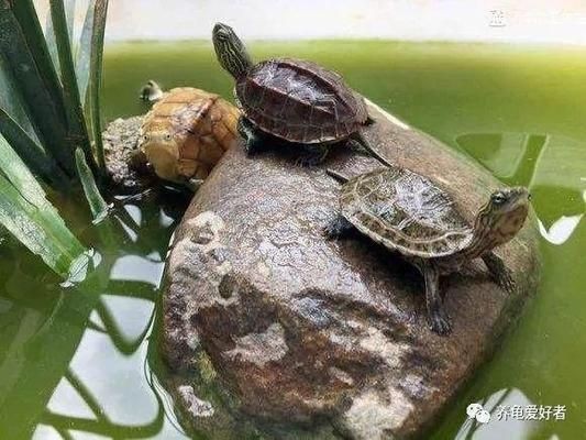 豬鼻龜適合的水溫和水質(zhì)是什么顏色：豬鼻龜生活環(huán)境適宜溫度在25到31攝氏度之間