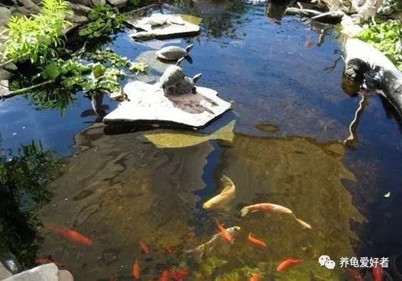 豬鼻龜適合的水溫和水質(zhì)是什么顏色：豬鼻龜生活環(huán)境適宜溫度在25到31攝氏度之間