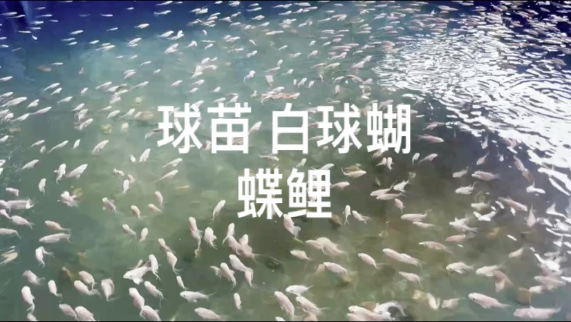 金龍魚的種類及種類介紹，金龍魚的外形特征介紹，金龍魚的外形特征和特征
