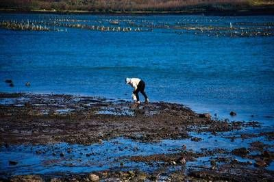 魟魚為什么不能單養：魟魚為什么不能單養，