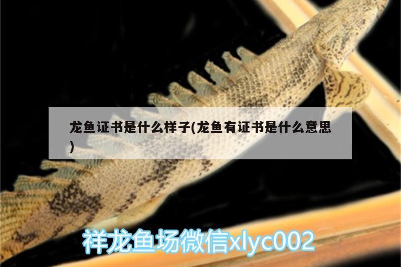 龍魚證書是什么樣子(龍魚有證書是什么意思)