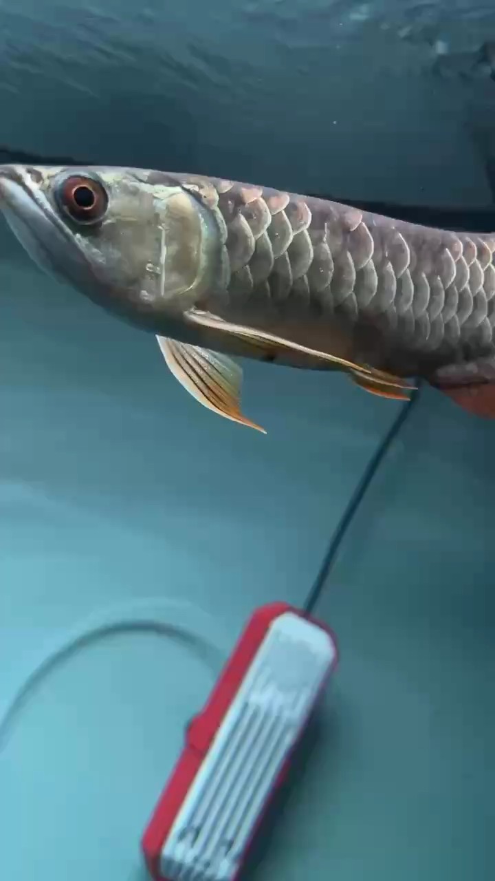 鱗片縫隙有一點黑是什么問題 龍魚論壇 第1張 鱗片縫隙有一點黑是什么問題 鱗片縫隙有一點黑是什么問題 龍魚論壇 第1張