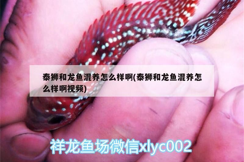 泰獅和龍魚混養怎么樣啊(泰獅和龍魚混養怎么樣啊視頻)