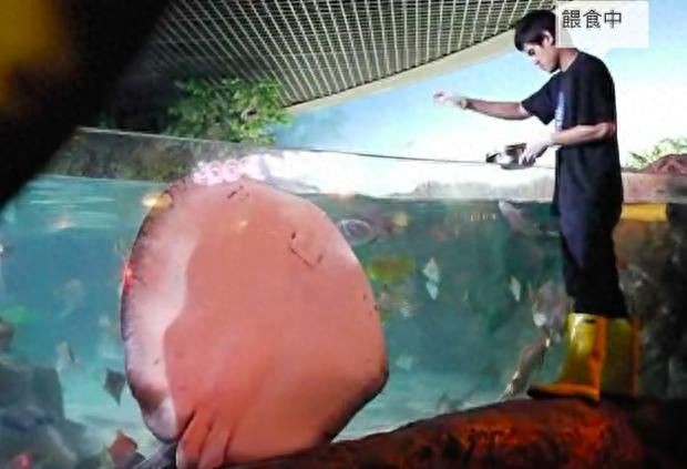魟魚一直不吃東西怎么辦：[需手動填充]魚不吃東西怎么辦
